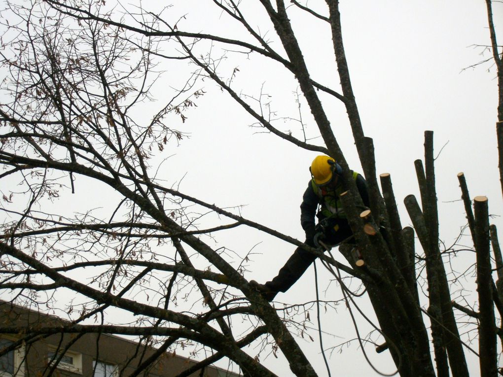 Dans le respect des arbres! Ne pas voir celà négativement, nous nous trouvons en milieu urbain. C'est une nécessité pour les préserver au mieux...