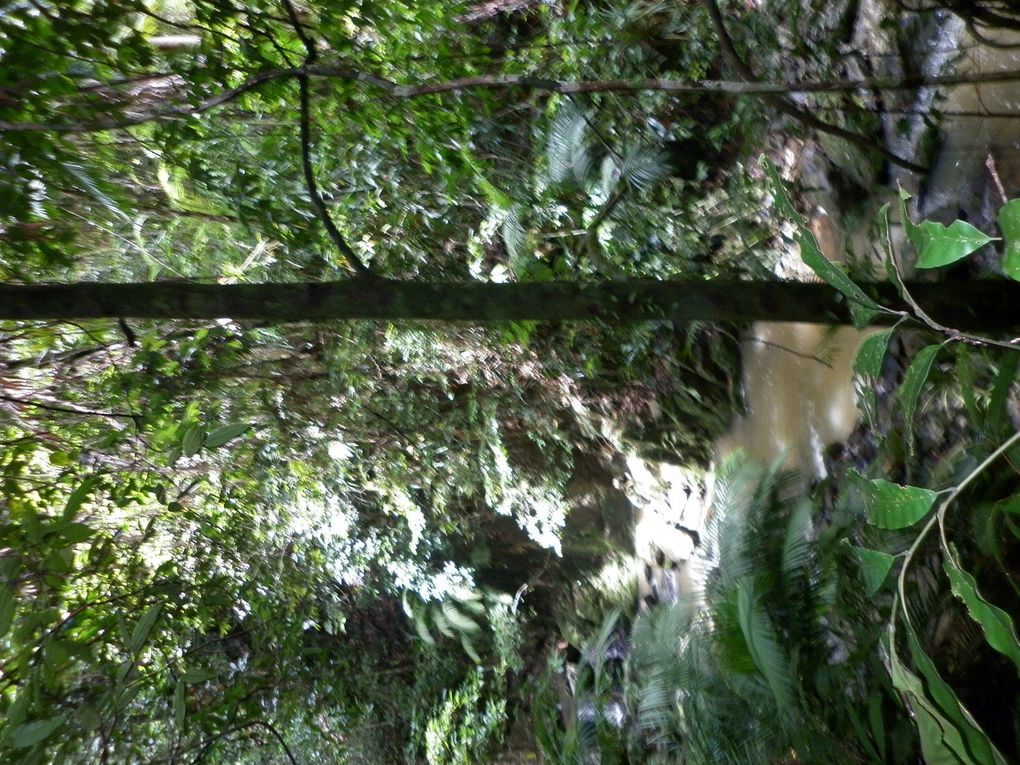 Album - Cairns---Rainforest.-Waterfalls--Beach