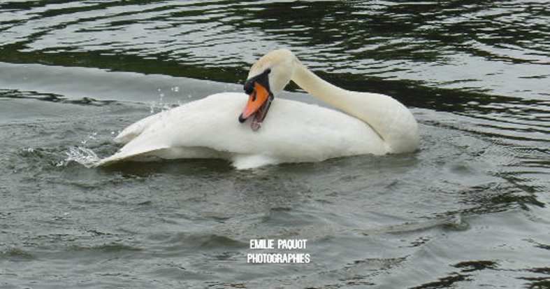 Photographies animalières...........