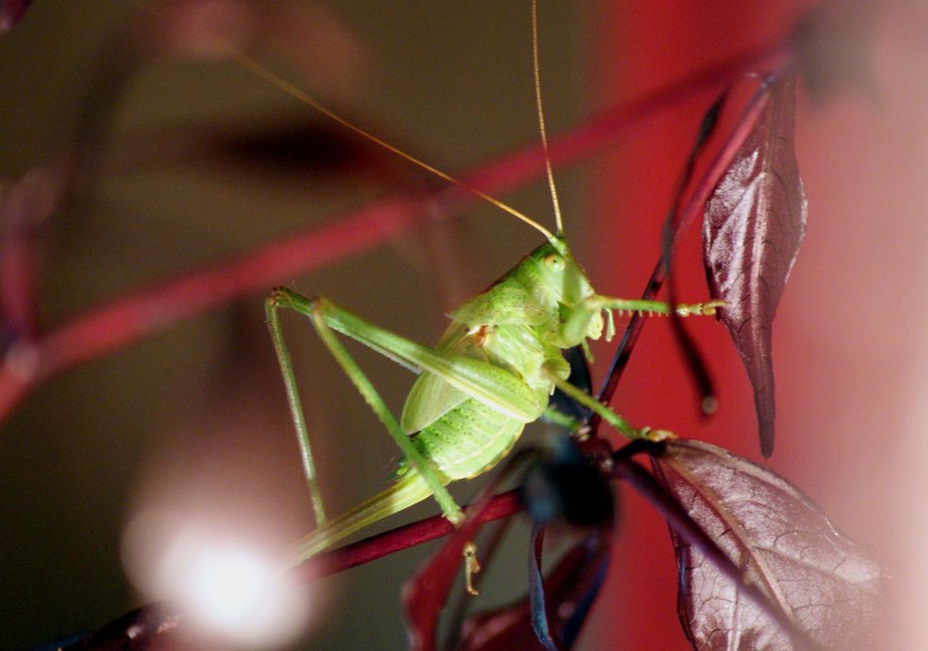 Photos d'insectes et d'araignées généralement en macro