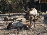 Bartkauz, Löwen, Nashornleguan, Maras, Rentiere, Braunbären, Wolf