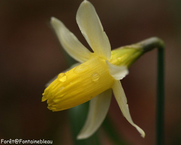 Les fleurs, les plantes de la forêt de Fontainebleau.