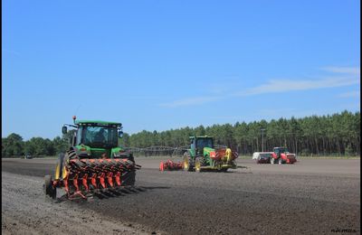 Semis de carotte 2017 dans les Landes