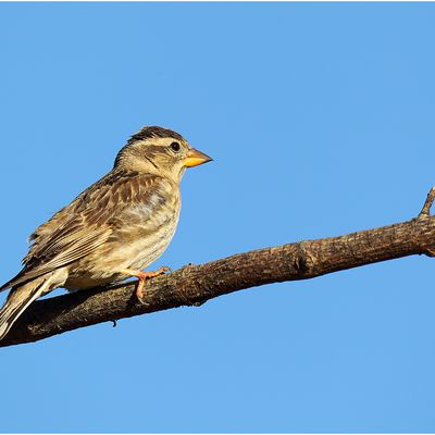 Le MOINEAU SOULCIE