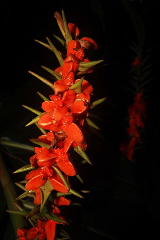 Balade regroupant toutes les photos des 7 articles sur l'ile de La réunion ou ile Bourbon