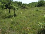 Compte rendu de la balade du 16 mai : platanthères, hélianthèmes, sérapias,fin des céphalanthères longifolia et des limodores