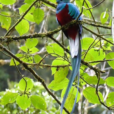 Boquete, Panama à vélo 18 Janvier 2017. On a vu le Quetzal !