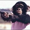 voici un singe qui s'appelle mooki