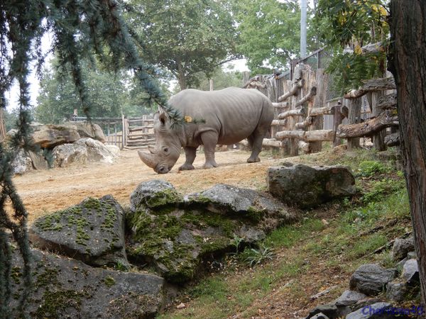 Zoo de Beauval en camping-car (Voyages en camping-car)