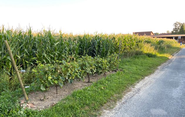 Mais où sont donc ces vignes?