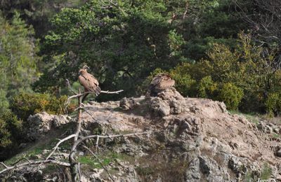 De retour des Cevennes