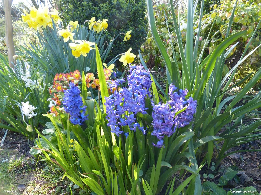 Jacinthe - hyacinthus orientalist
