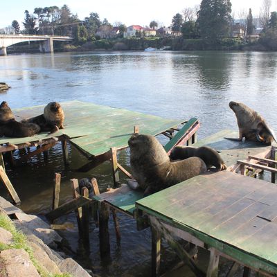 Un après-midi à Valdivia