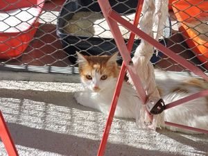MISTY - femelle blanche et rousse poils longs - née le 17/07/2016 - adoptée