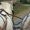 Sur l'ile Madame avec les chevaux