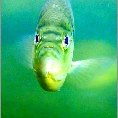 Fonds marins - poissons 