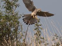 Septembre sur le causse Mejean