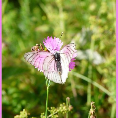 Photo papillons sur fleur rose