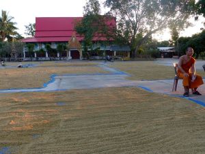 Vu au temple (16) - Le riz qui sèche