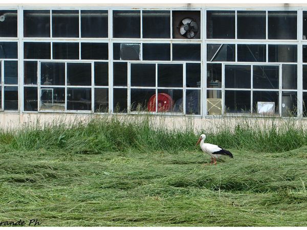 Une cigogne 