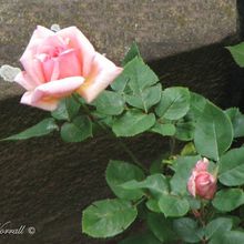 Les roses du jardin
