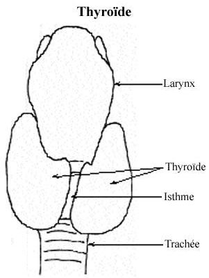 Lobe thyroïdien plus gros que l autre
