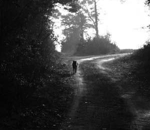 Chien noir et blanc en blanc et noir