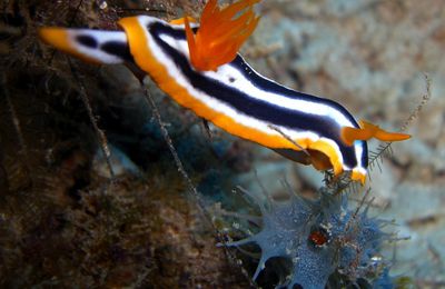 Nudibranche Doris africain : « Chromodoris africana » un Gastéropode Opisthobranche