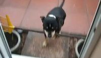 Un chien coincé avec un rateau + Un chien seul dans l'auto - 2 videos