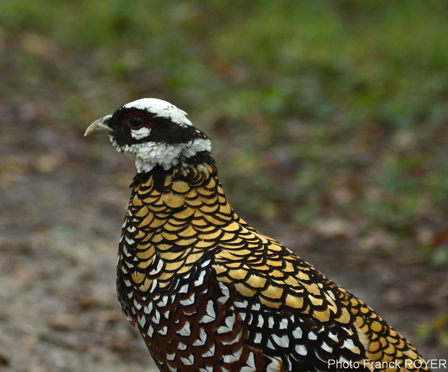 Album - rambouillet-1