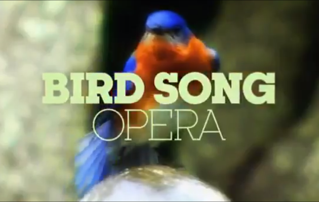 Bird Song Opéra (Opéra des Oiseaux)
