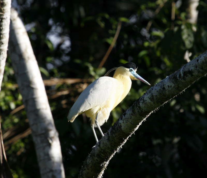 Album - Amazonie Napo Wildlife Center