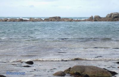 L'ile aux lapins, et l'homme de pierre