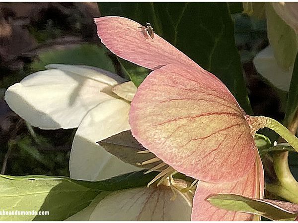 ... au cœur de la fleur...