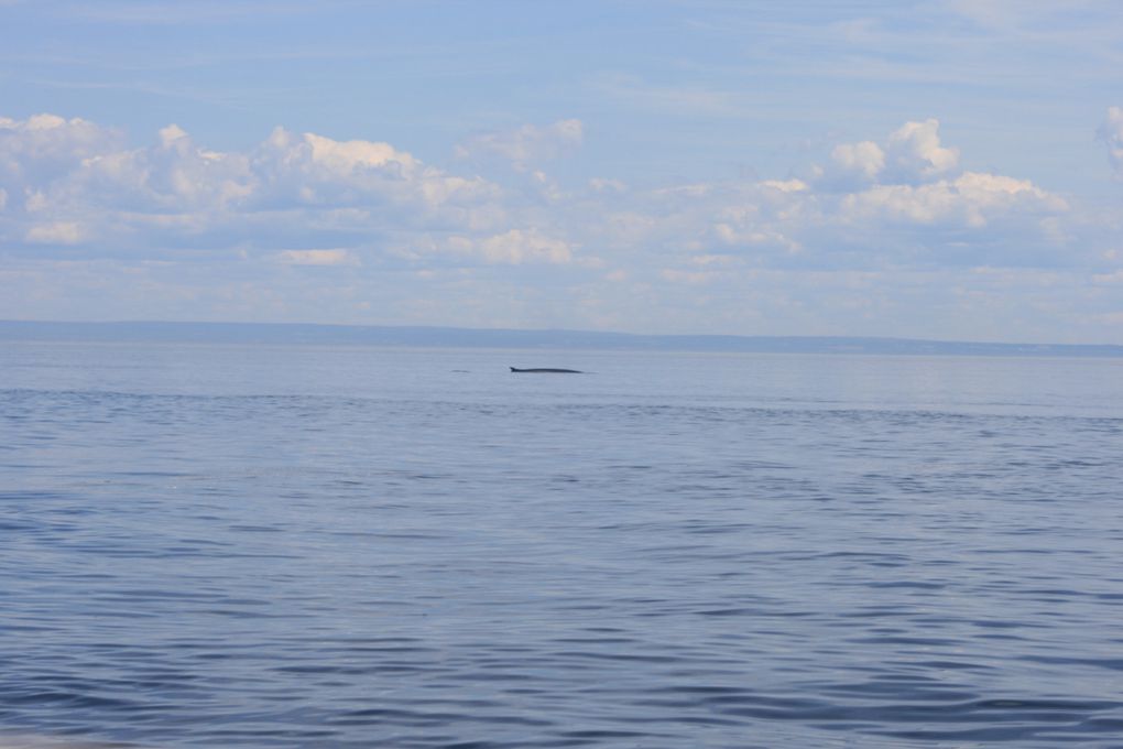 Album - Baleines-du-St-Laurent