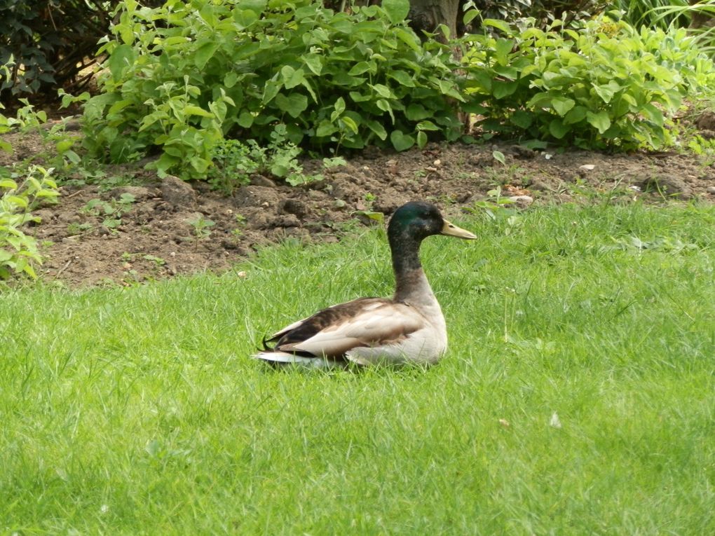 canards et poissons parisiens........