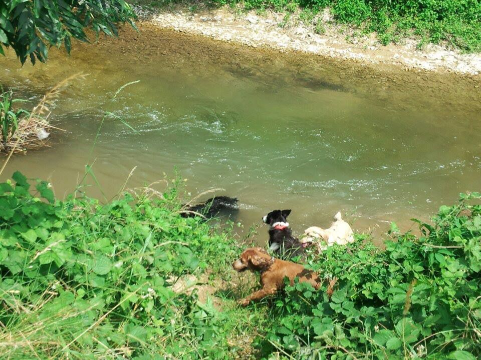 Quelques photos des sorties que nous avons faite. Chaque sortie est classée par date, avec les noms de chaque chien présents.