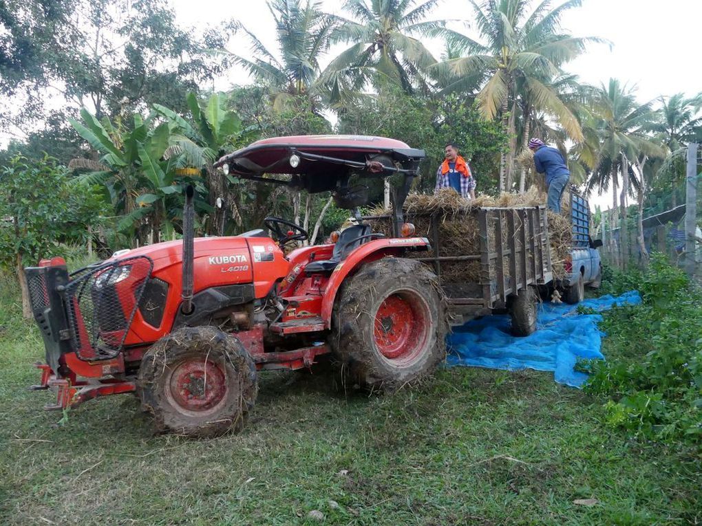 Fin de moisson dans les rizières d'Isaan (1)