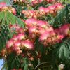 albizia ombrella