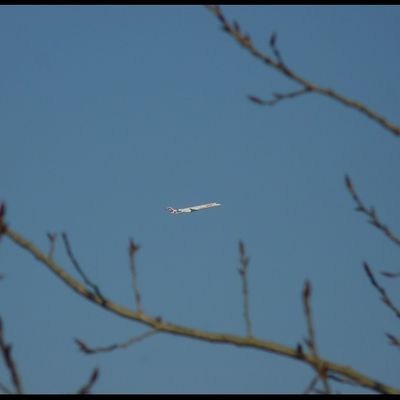 Photo : avion entre les branches