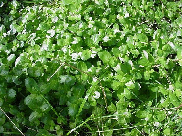 Photos personnelles libres de droits de plantes