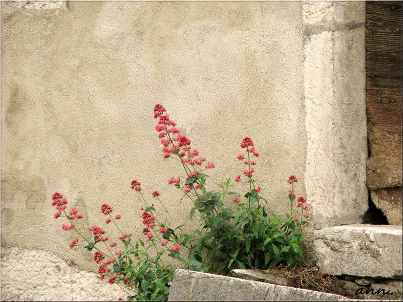 fleurs plantes arbres vegetaux