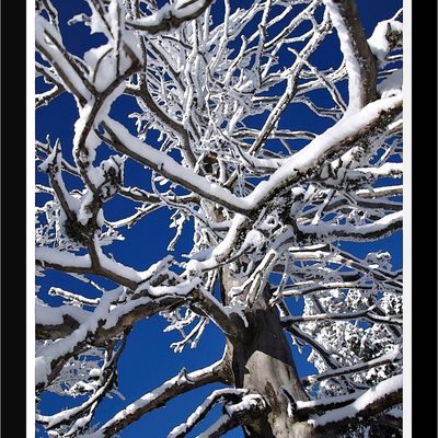 Arbre mort sous la neige