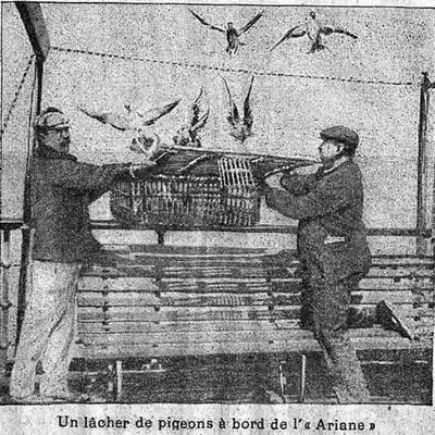 Le Matin redonne vie à la Poste par pigeons voyageurs