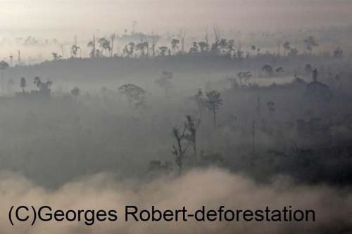 Une série d'image du véritable massacre écologique qui est en cours à Bornéo. Exploitation des bois précieux, du charbon de bois, plantation de palmiers à huile... Un sacré cocktail...!