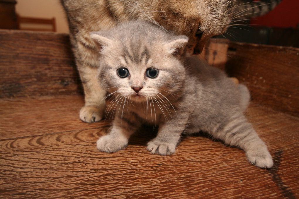 Portée de deux chatons.
(Chaussette + Dwayne)