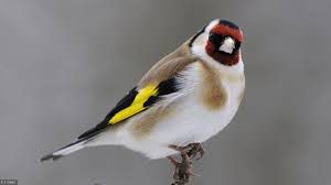 OISEAUX // "Observatoire participatif des oiseaux" se posant dans son jardin, sur son balcon, dans tel square, ou telle partie de parc citadin... Durée :10 mn - Fréquence :  tous les jours, une fois par mois, ou ponctuellement.... toutes les précisions dans le site ci-dessous