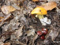 Amanita caesarea