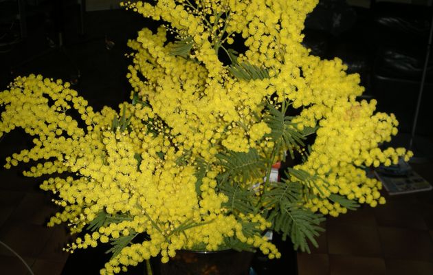 Un autre beau bouquet de mimosa ...............