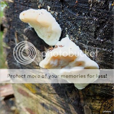 CHAMPIGNONS DE SOUCHES